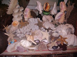Picture of shells
