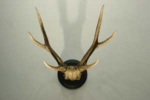 Picture of Deer Antlers  n° 13