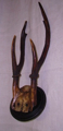 Picture of American Deer Antlers  n° 11