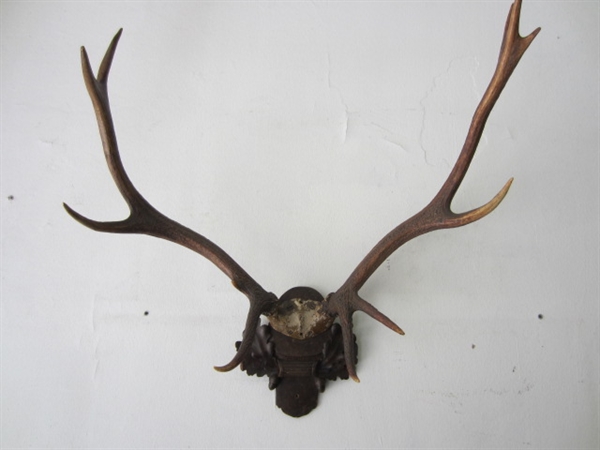 Picture of Deer Antlers trophy n° 1