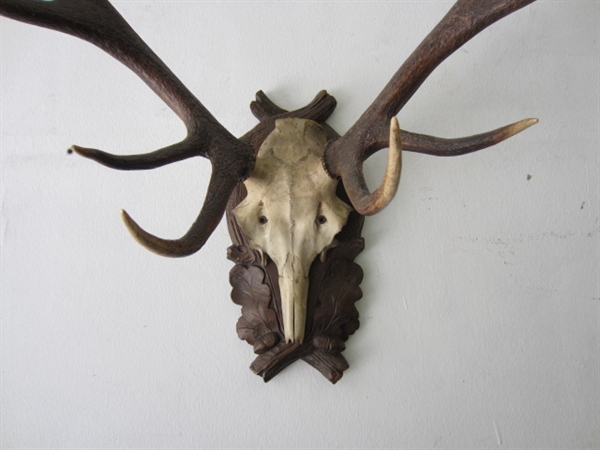 Picture of Deer Antlers trophy n° 3