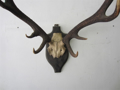 Picture of Deer Antlers trophy n° 5