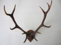 Picture of Deer Antlers trophy n° 6