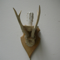 Picture of White Roe deer antlers with skull wall lamp n° 20