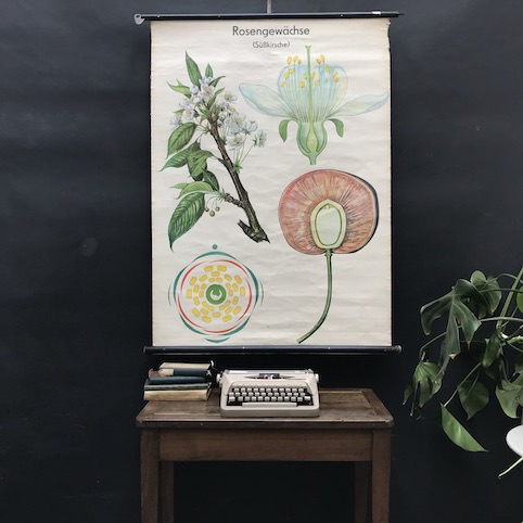 Picture of School botanical posters 